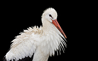 01 White stork (Ciconia ciconia)